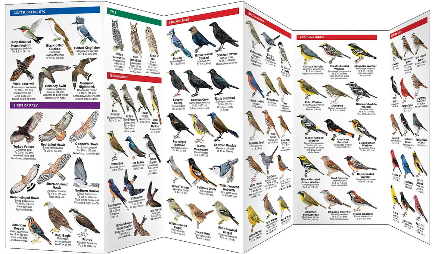 Michigan Birds: An Introduction to Familiar Species
