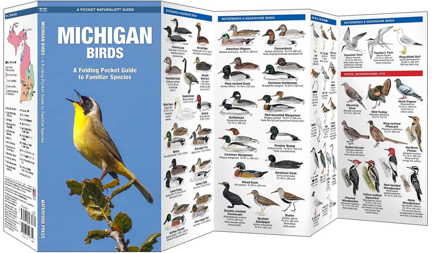 Michigan Birds: An Introduction to Familiar Species