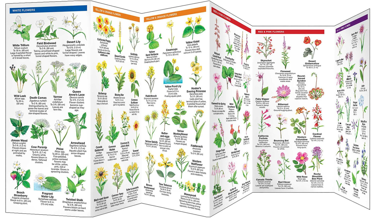Pocket Naturalist: California Trees and Wildflowers: An Introduction to Familiar Species