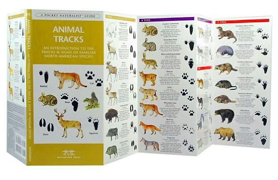 Animal Tracks
