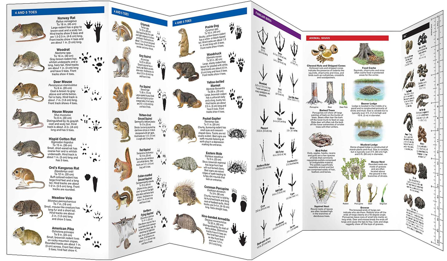 Animal Tracks