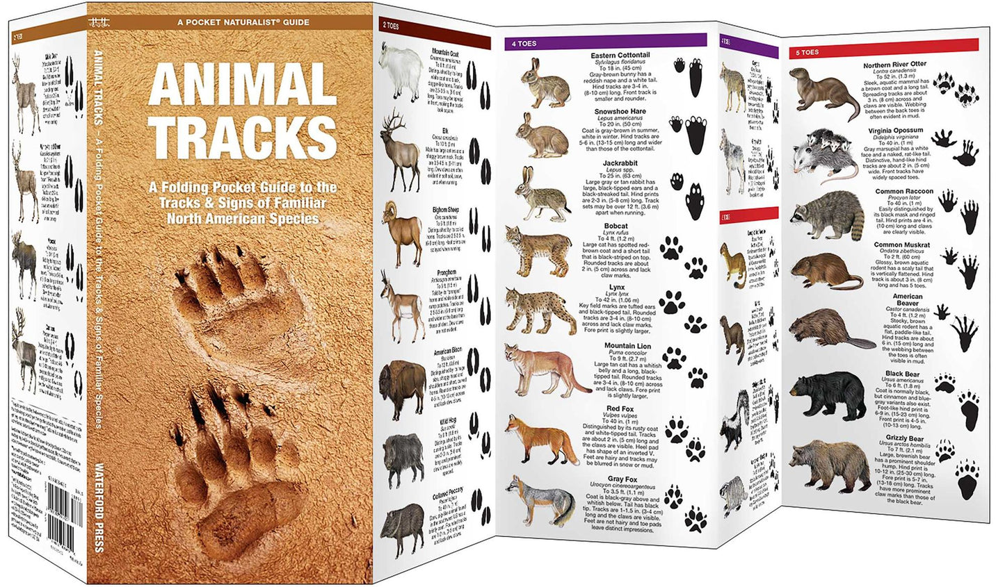 Animal Tracks