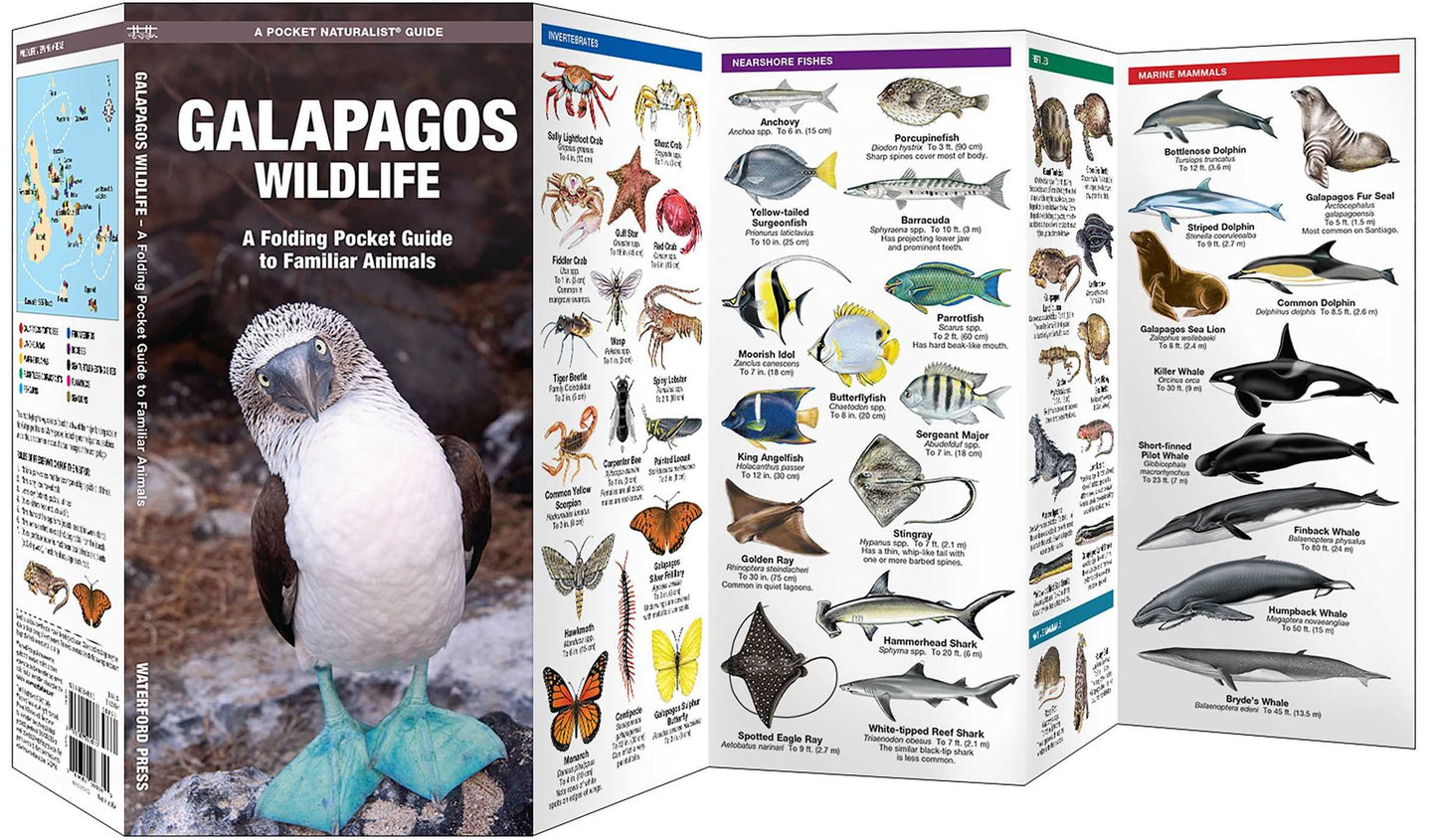 Galapagos Wildlife