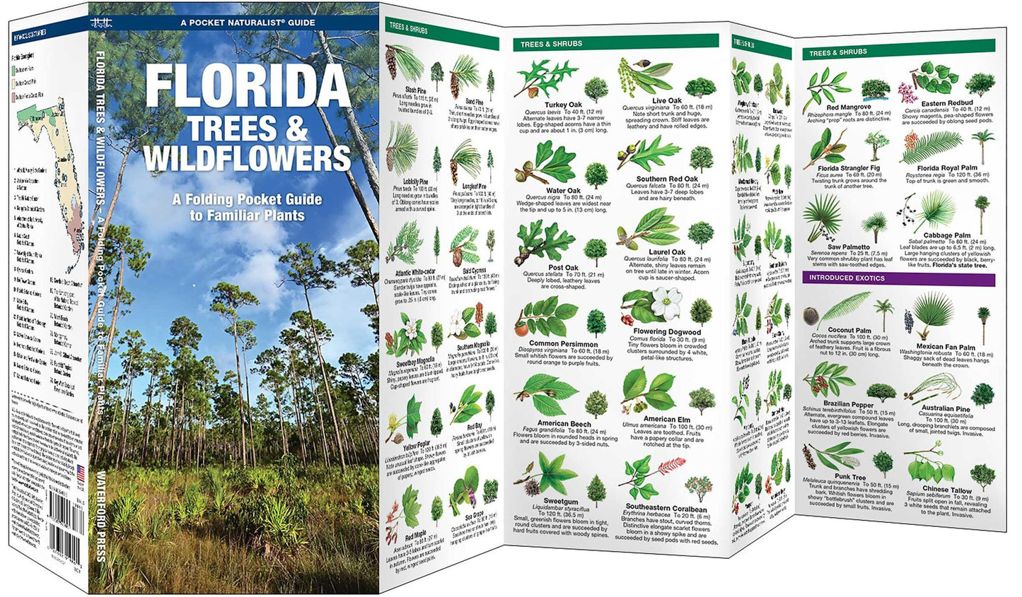 Florida Trees & Wildflowers
