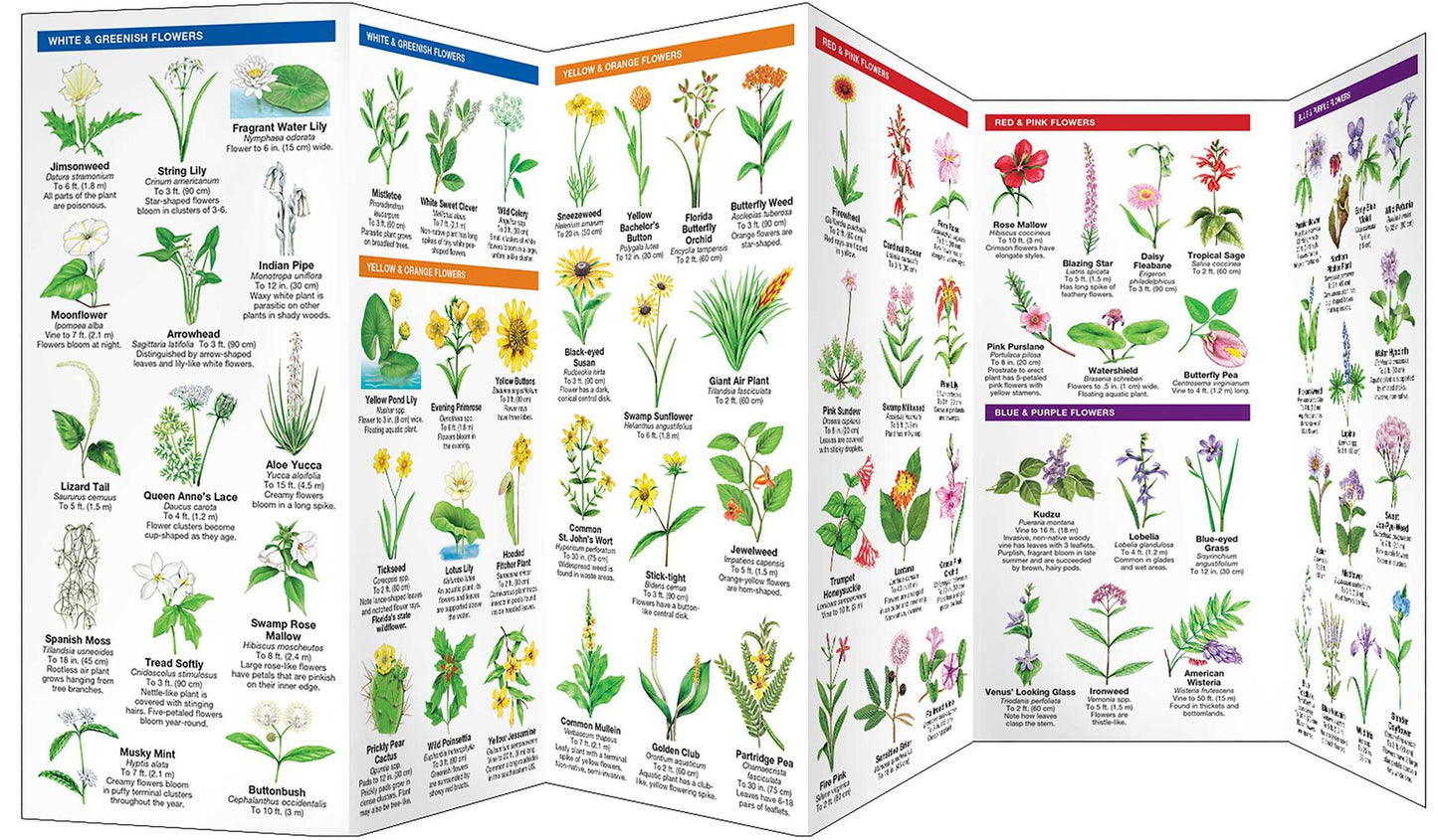 Florida Trees & Wildflowers