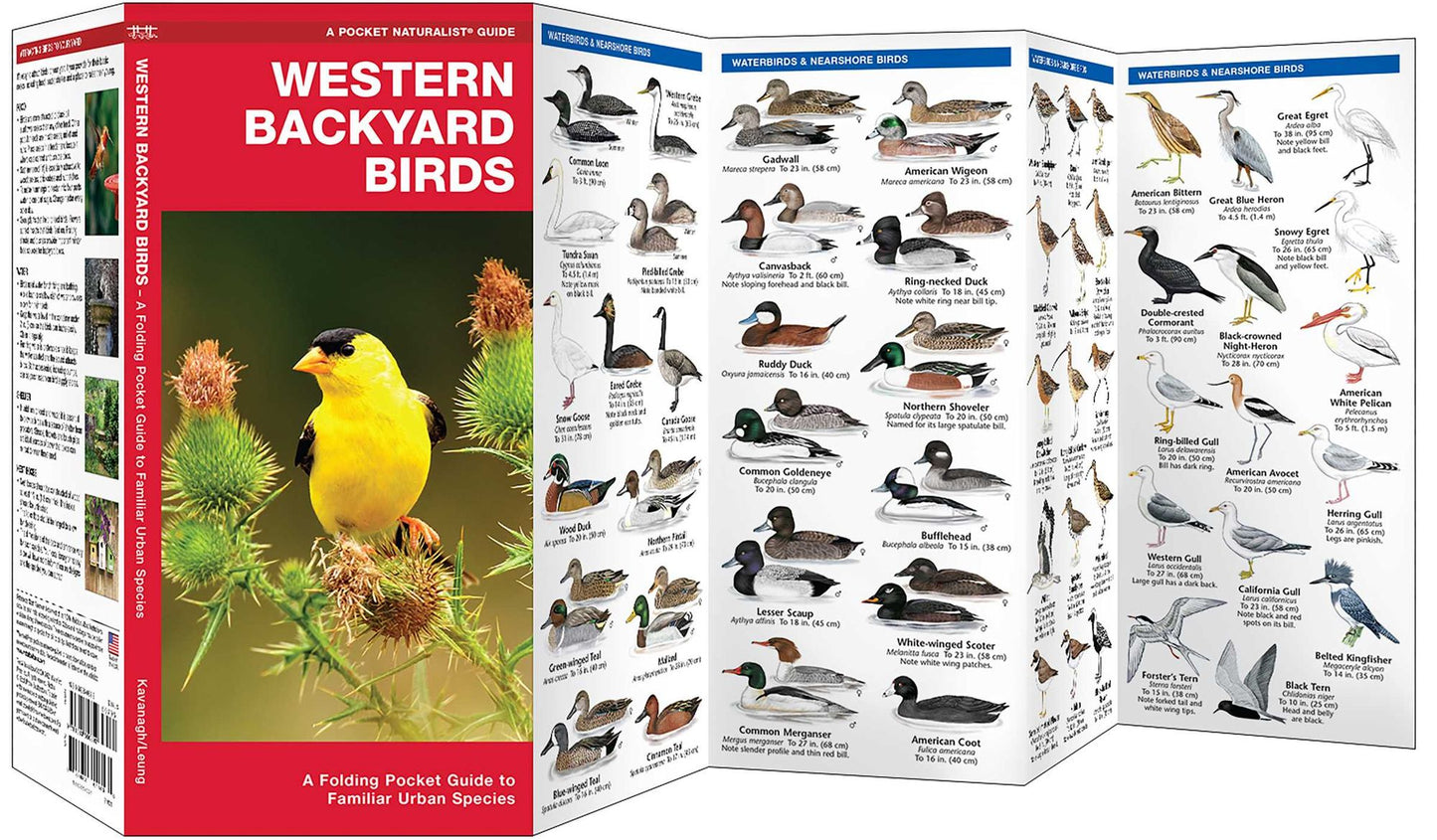 Western Backyard Birds