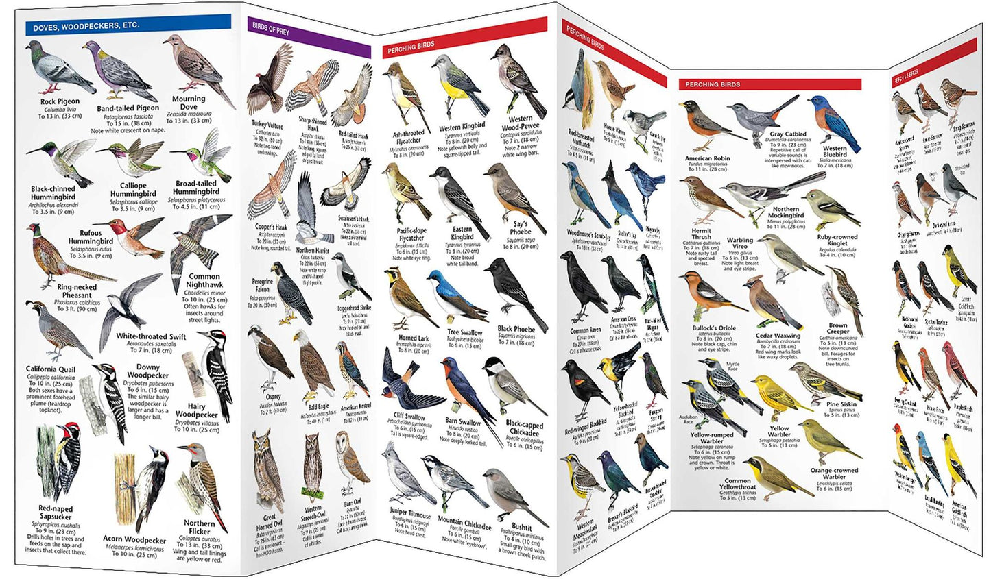 Western Backyard Birds