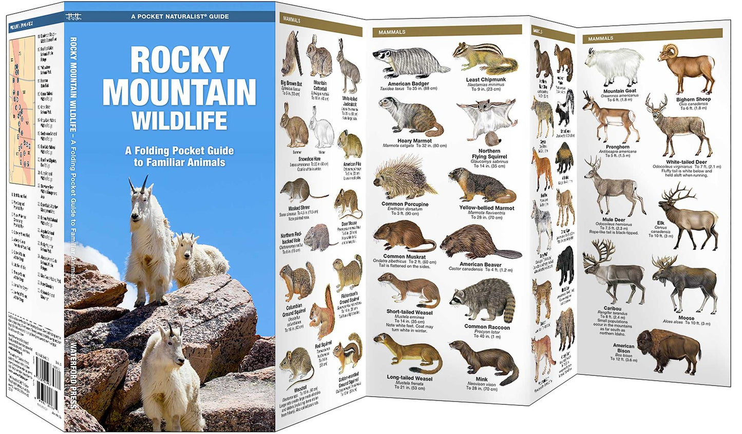 Rocky Mountain Wildlife