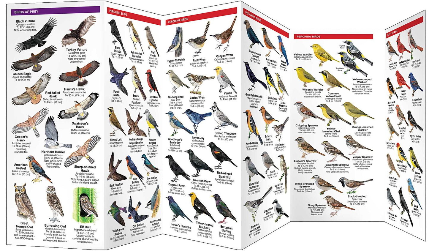 Pocket Naturalist: Southwestern Desert Birds