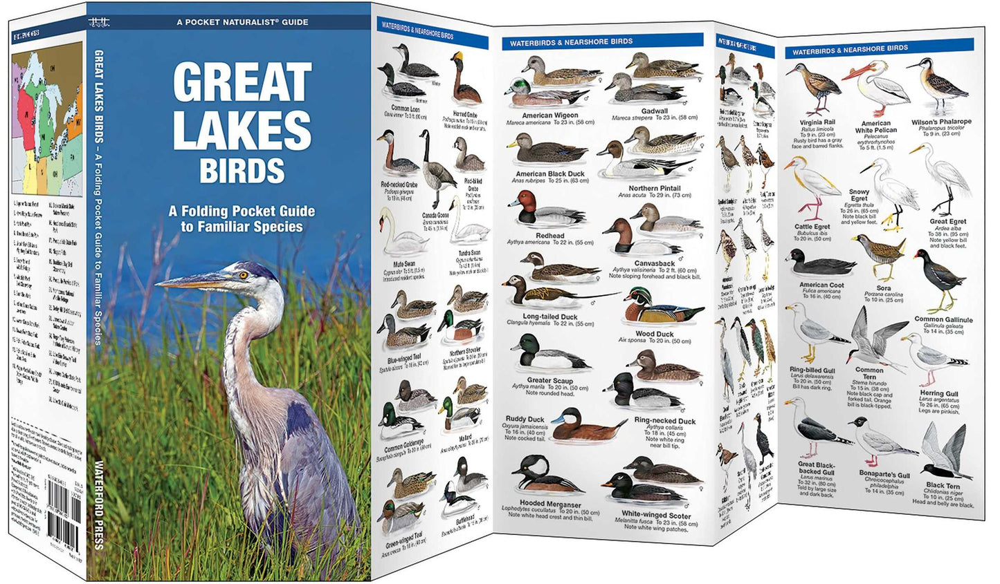 Great Lakes Birds