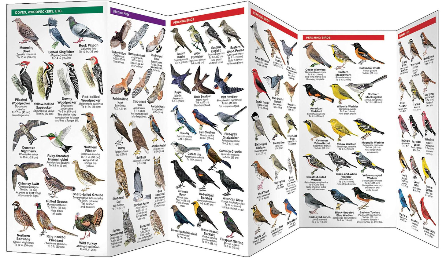 Great Lakes Birds