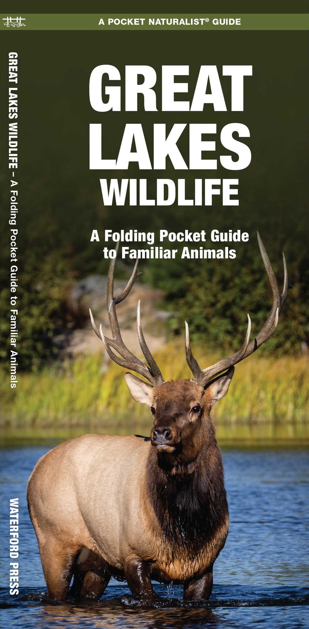 Great Lakes Wildlife: An Introduction to Familiar Species