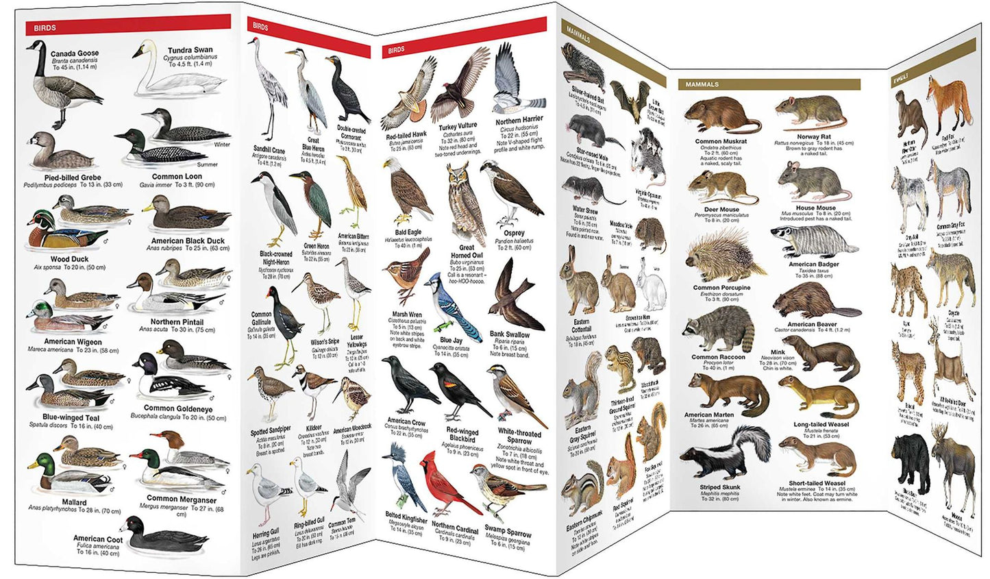 Great Lakes Wildlife: An Introduction to Familiar Species