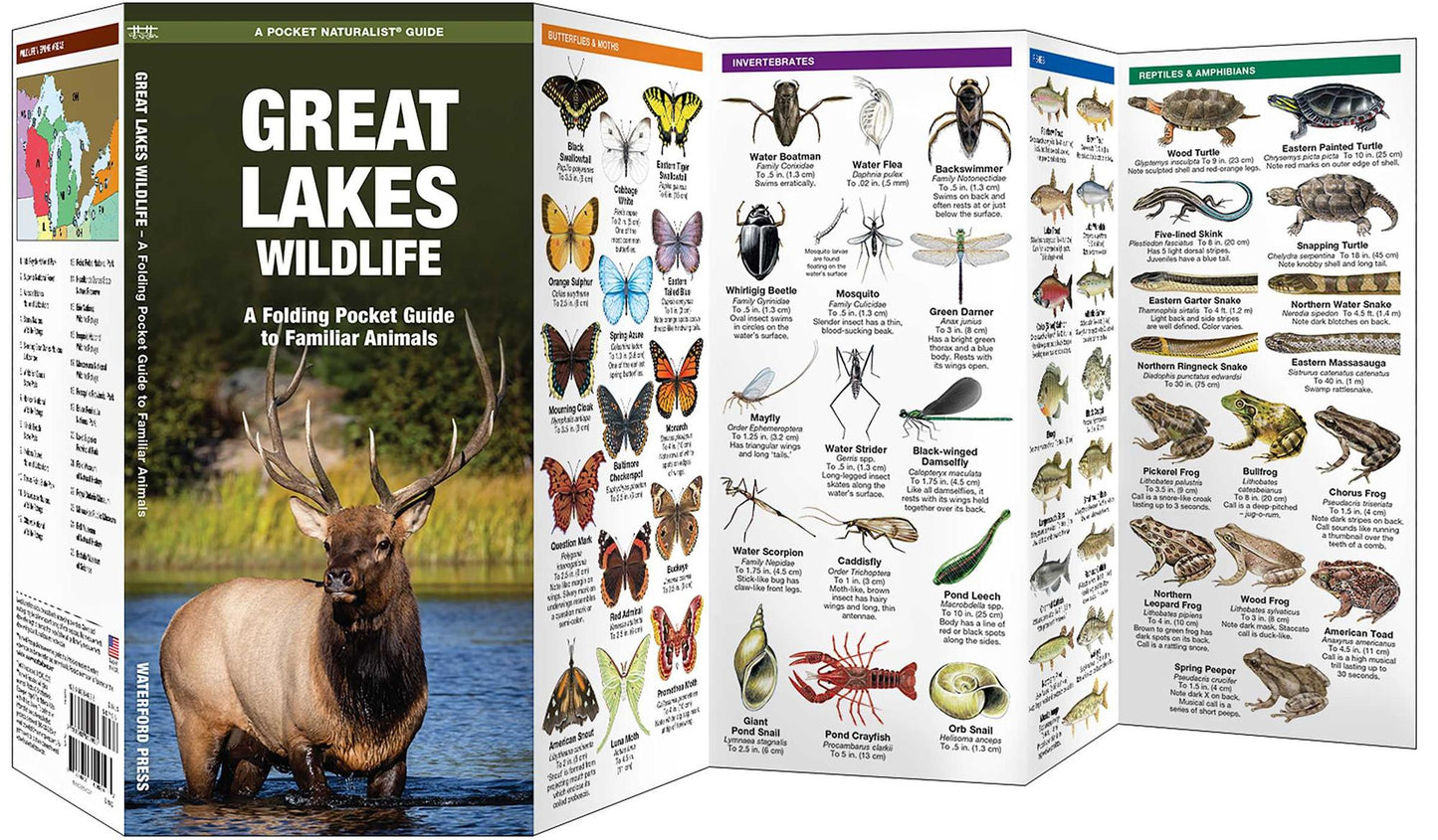 Great Lakes Wildlife: An Introduction to Familiar Species