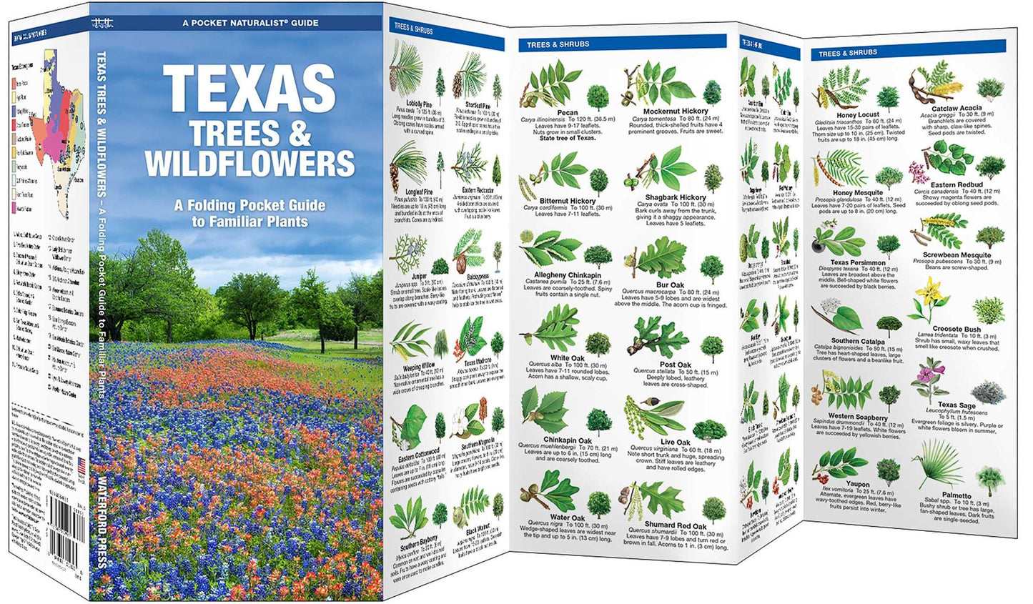 Texas Trees & Wildflowers