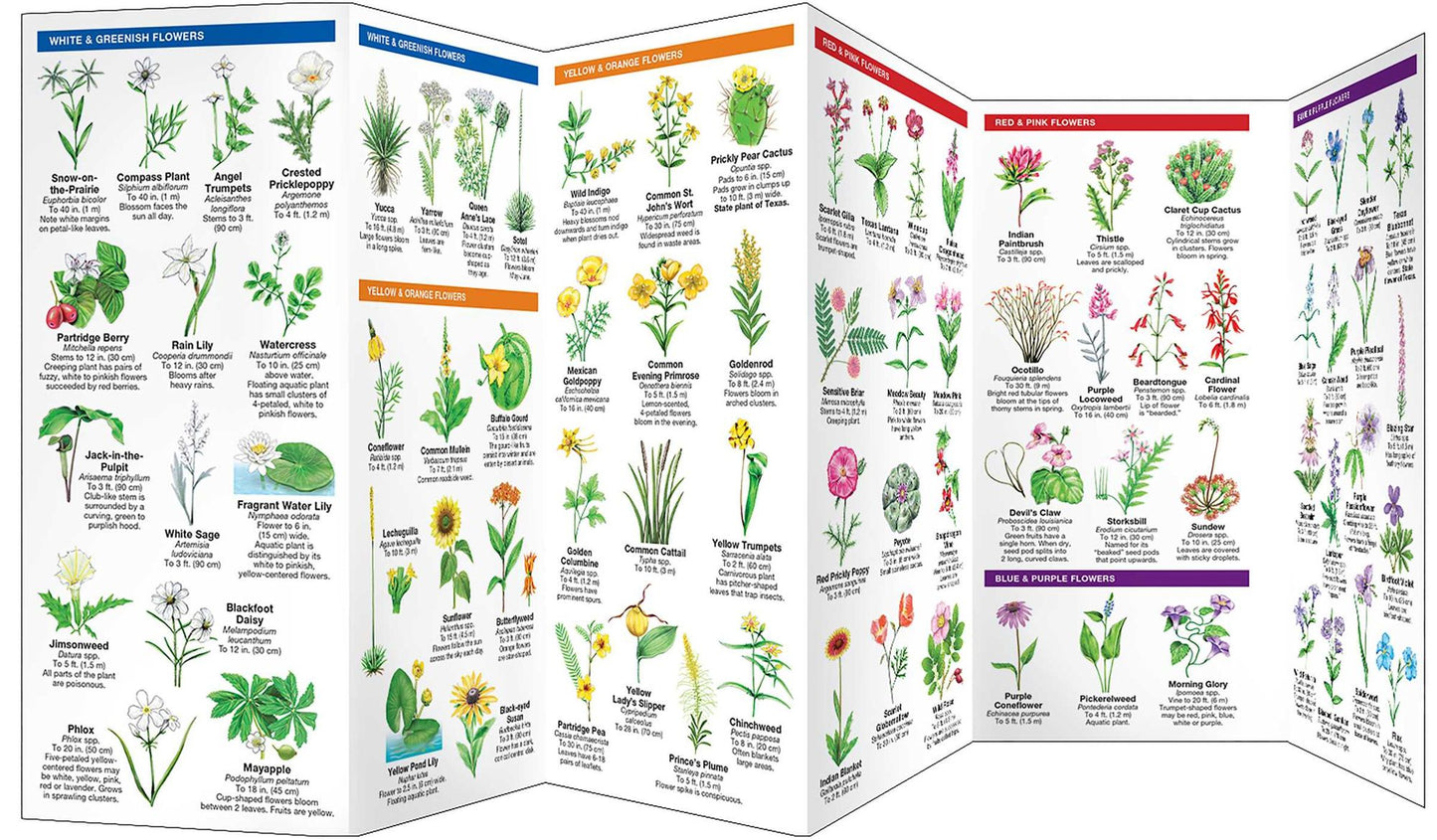 Texas Trees & Wildflowers
