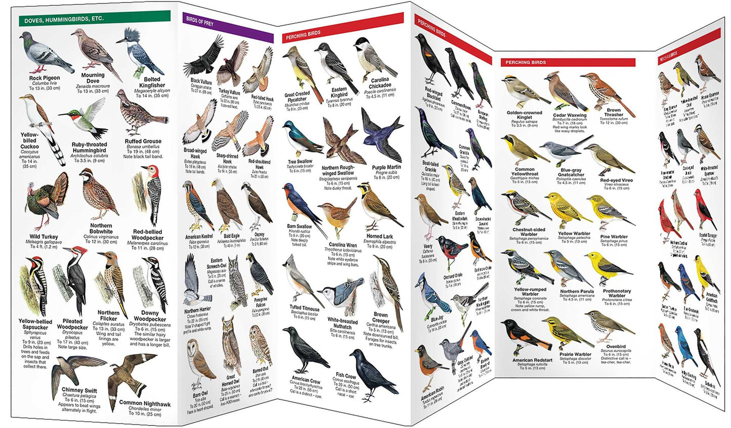 Virginia Birds
