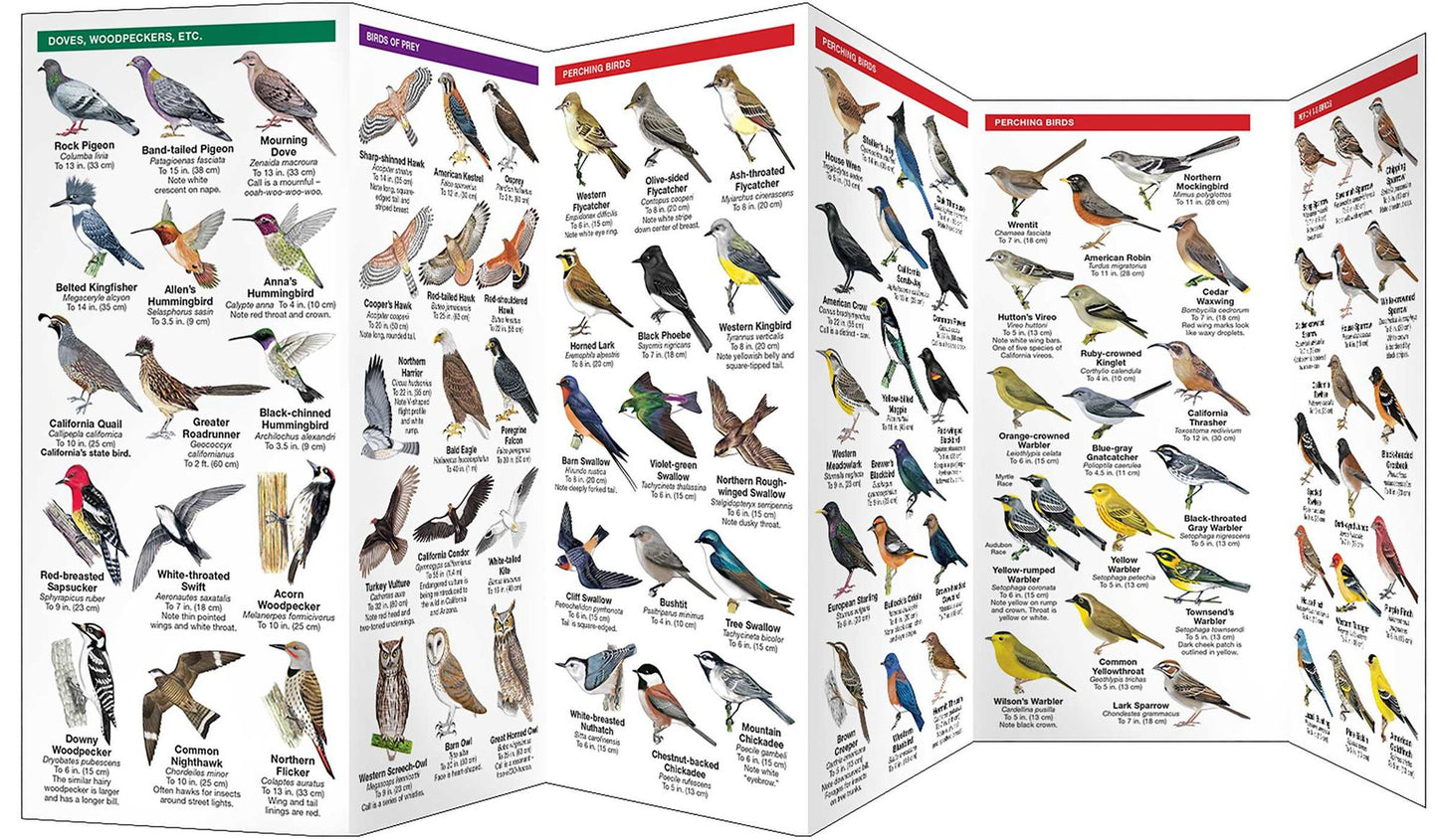 Pocket Naturalist: California Birds