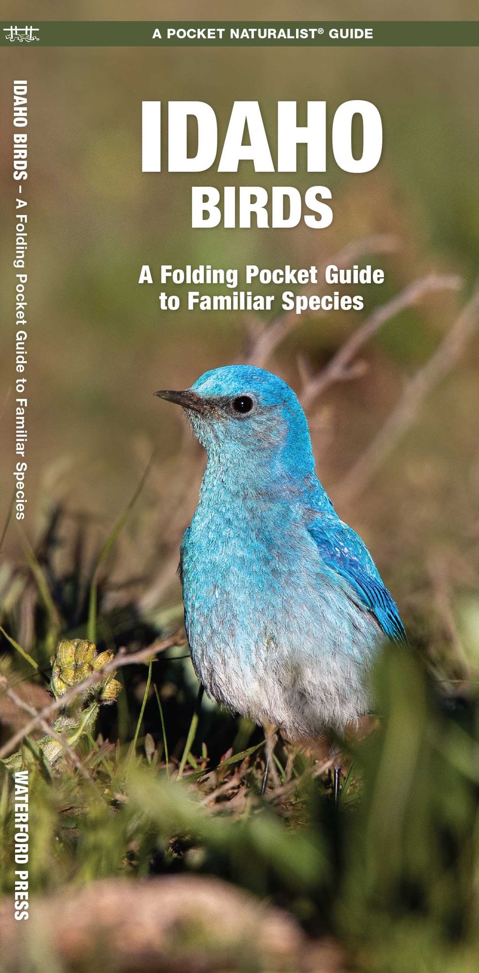 Idaho Birds: An Introduction to Familiar Species