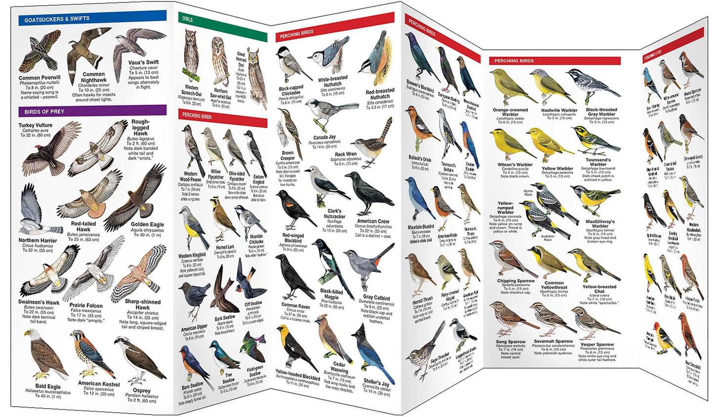 Idaho Birds: An Introduction to Familiar Species