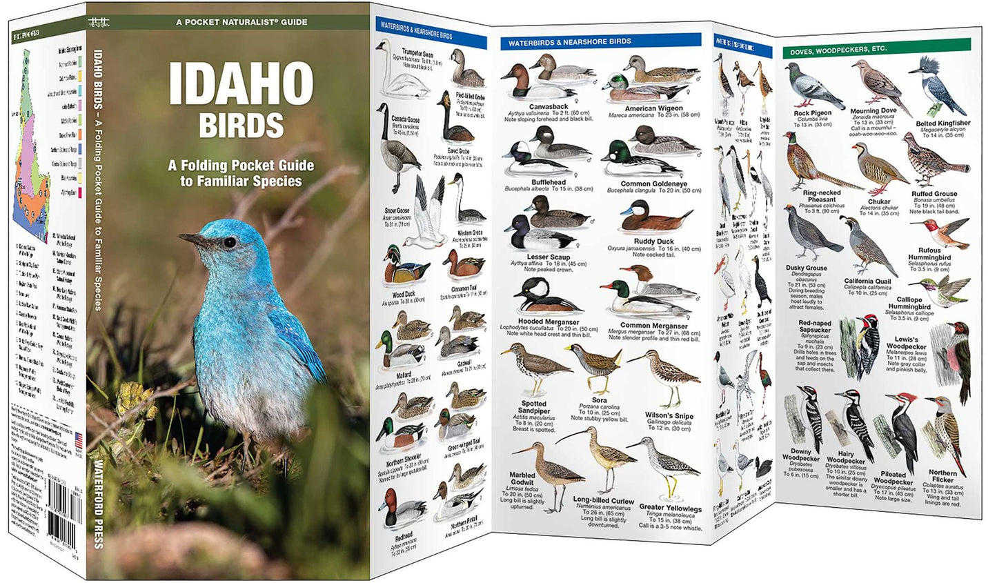 Idaho Birds: An Introduction to Familiar Species