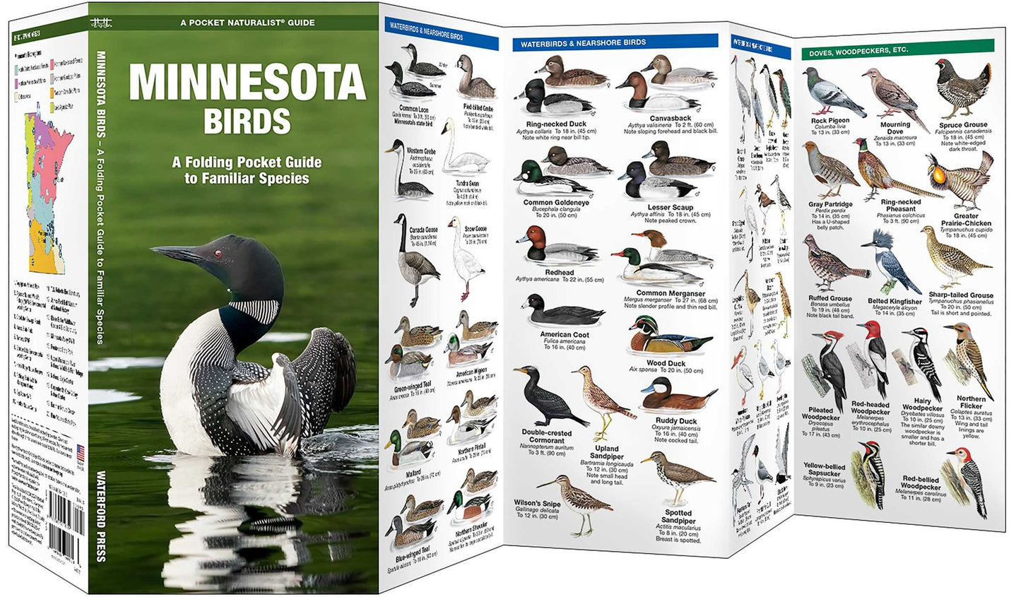 Minnesota Birds