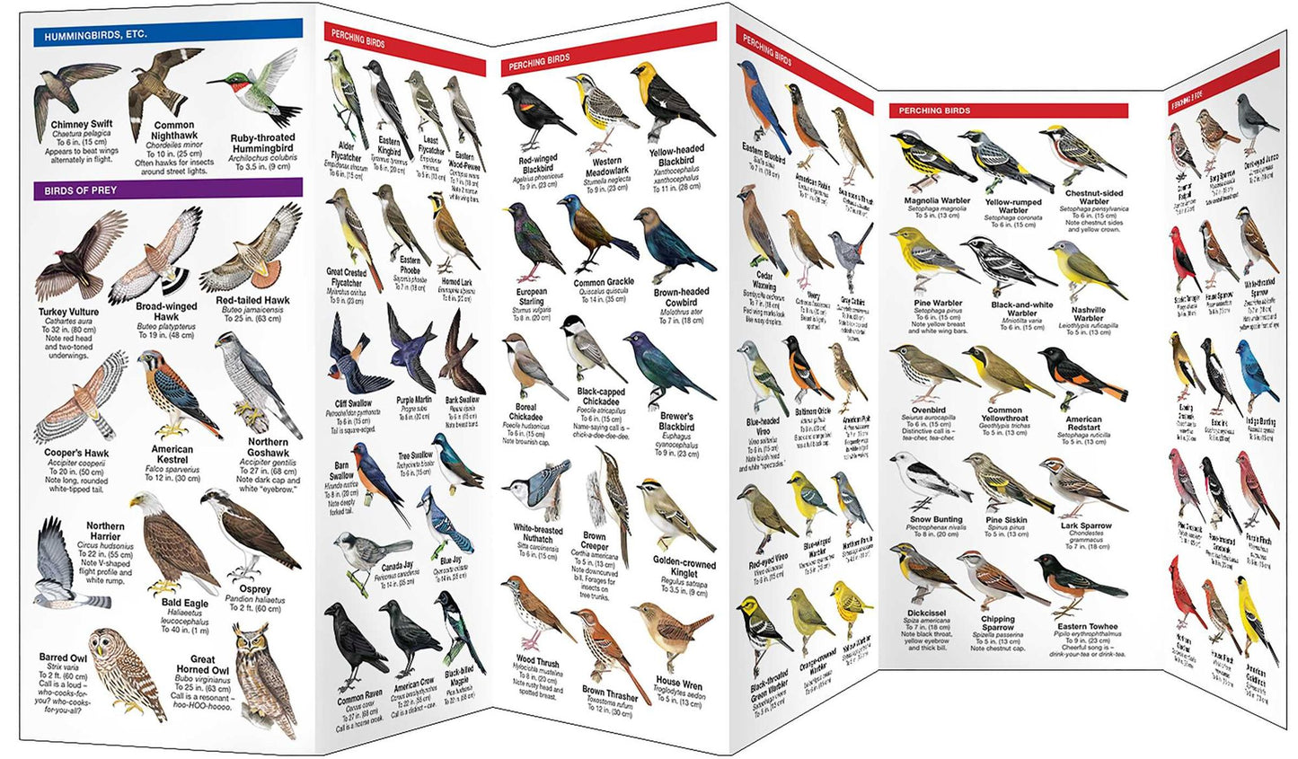 Minnesota Birds