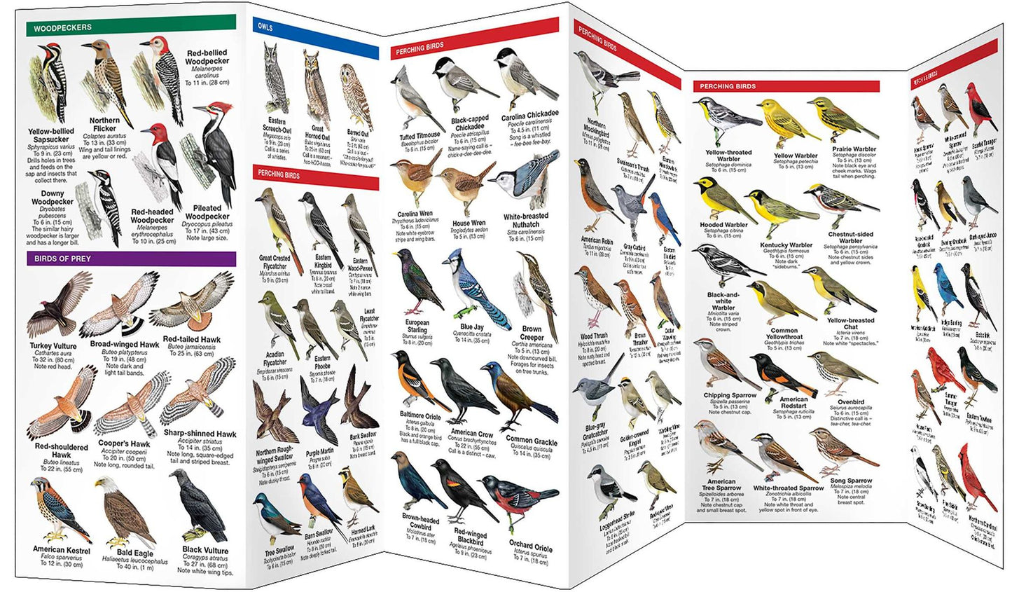 Ohio Birds