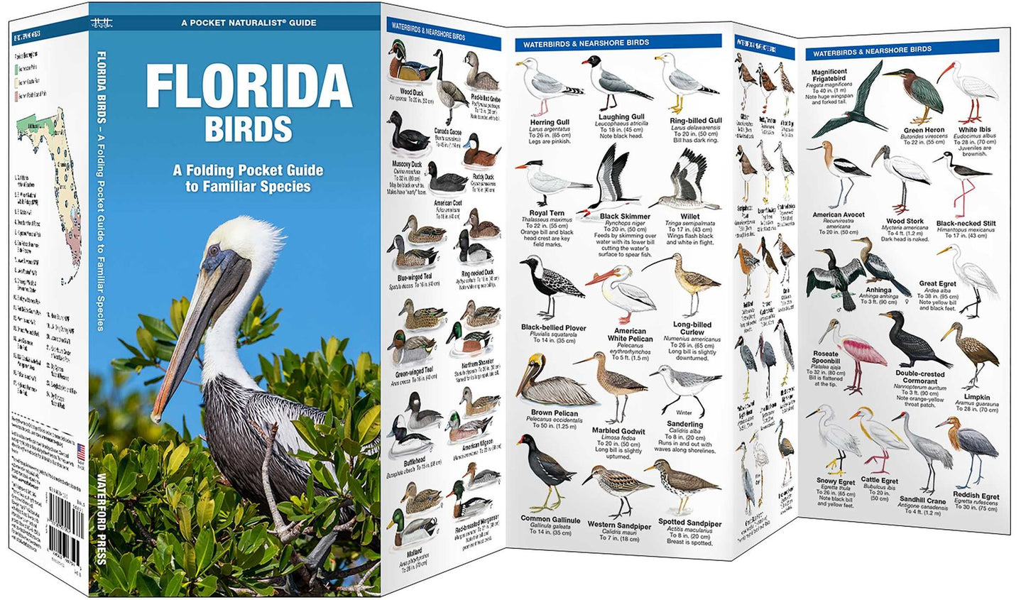 Florida Birds