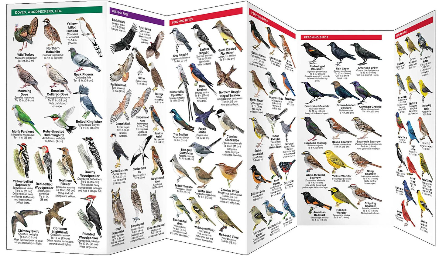 Florida Birds