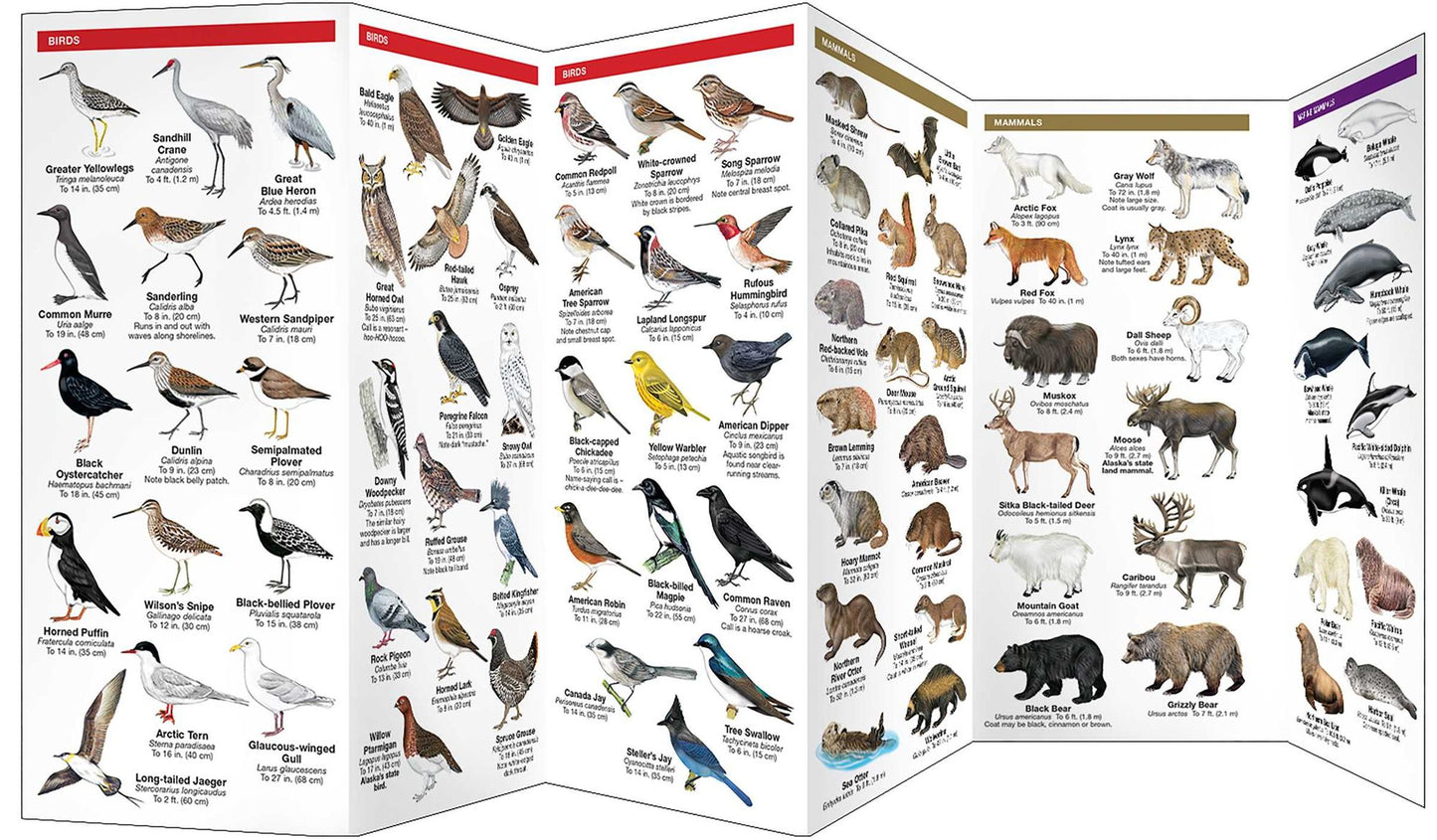 Pocket Naturalist Guide to Alaska Wildlife