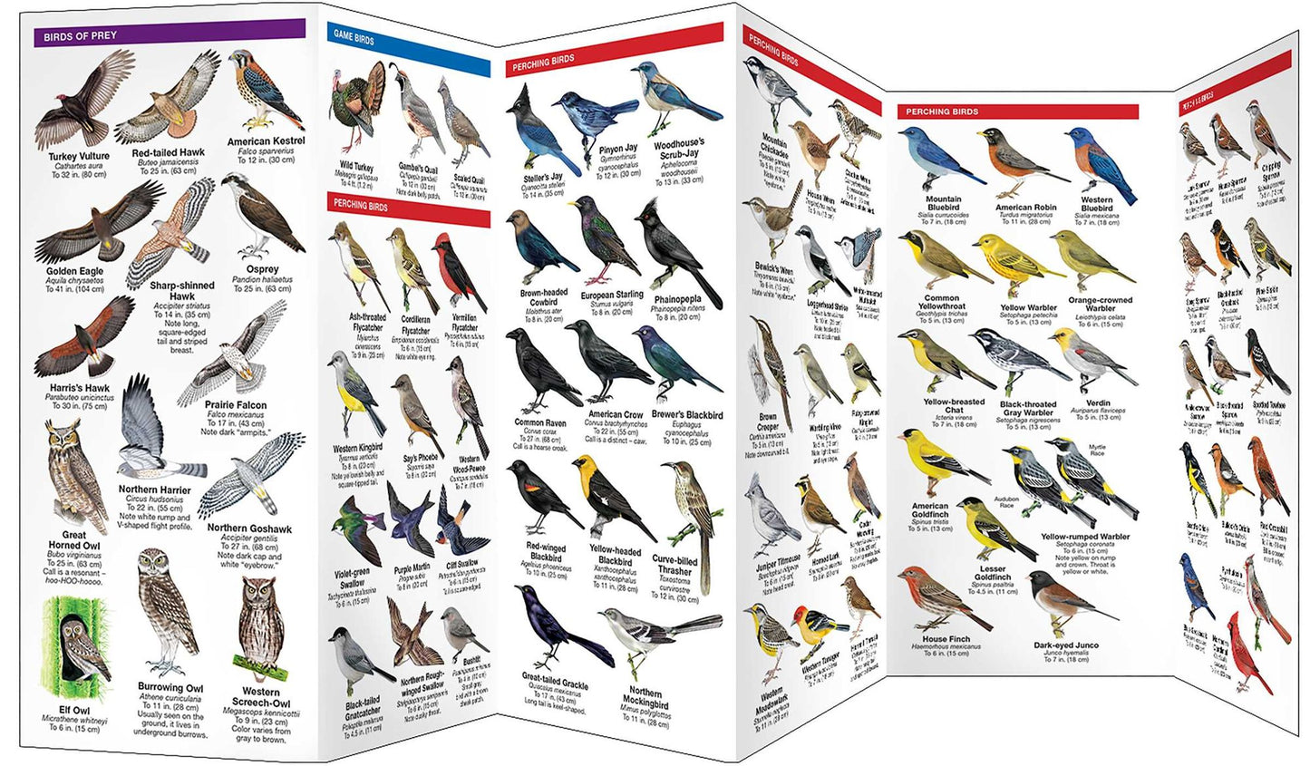 Pocket Naturalist: Arizona Birds