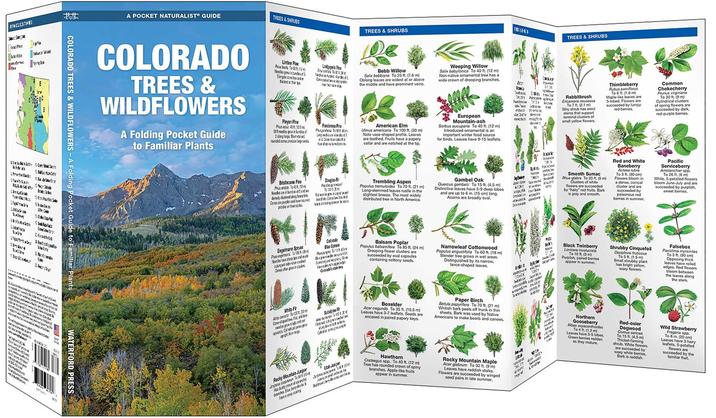 Colorado Trees & Wildflowers