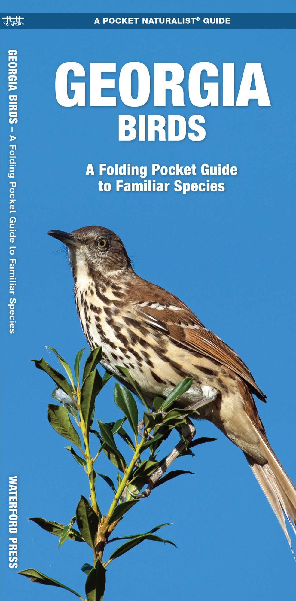 Georgia Birds: An Introduction to Familiar Species