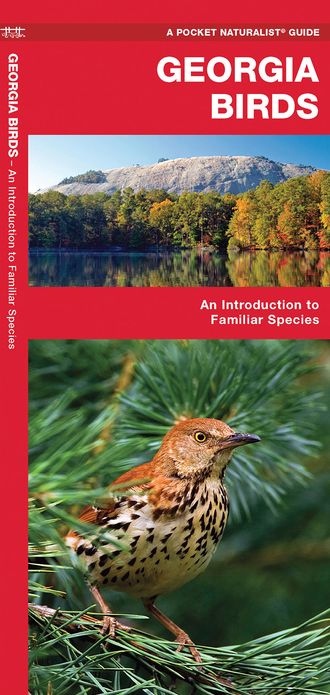 Georgia Birds: An Introduction to Familiar Species