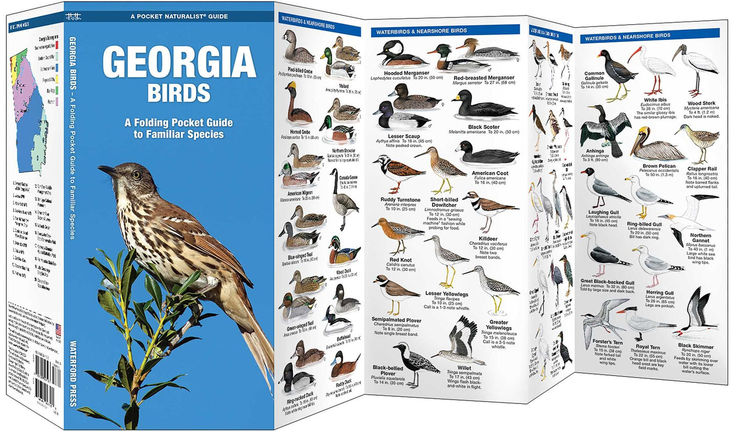Georgia Birds: An Introduction to Familiar Species
