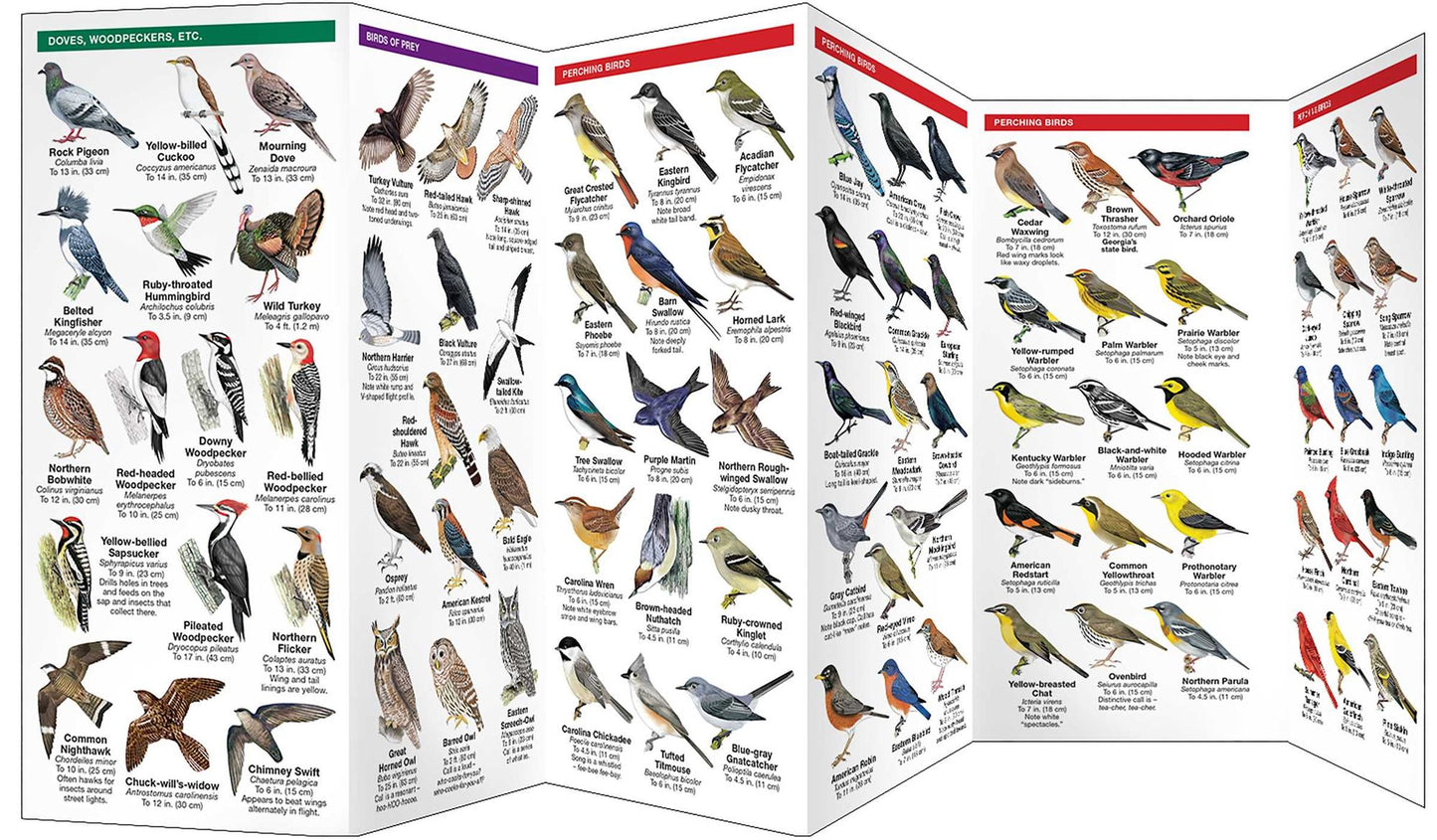 Georgia Birds: An Introduction to Familiar Species