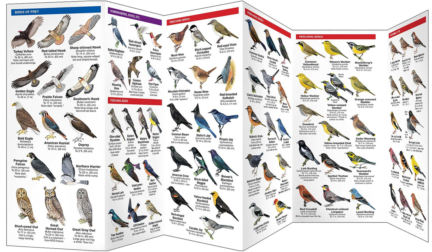 Montana Birds