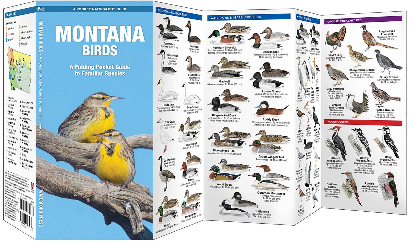Montana Birds