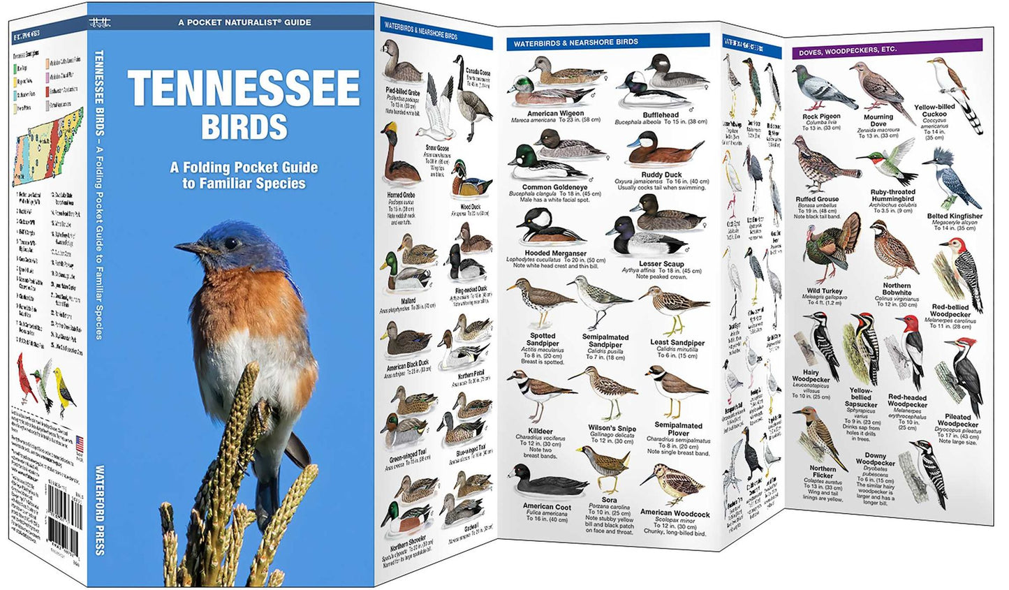 Tennessee Birds
