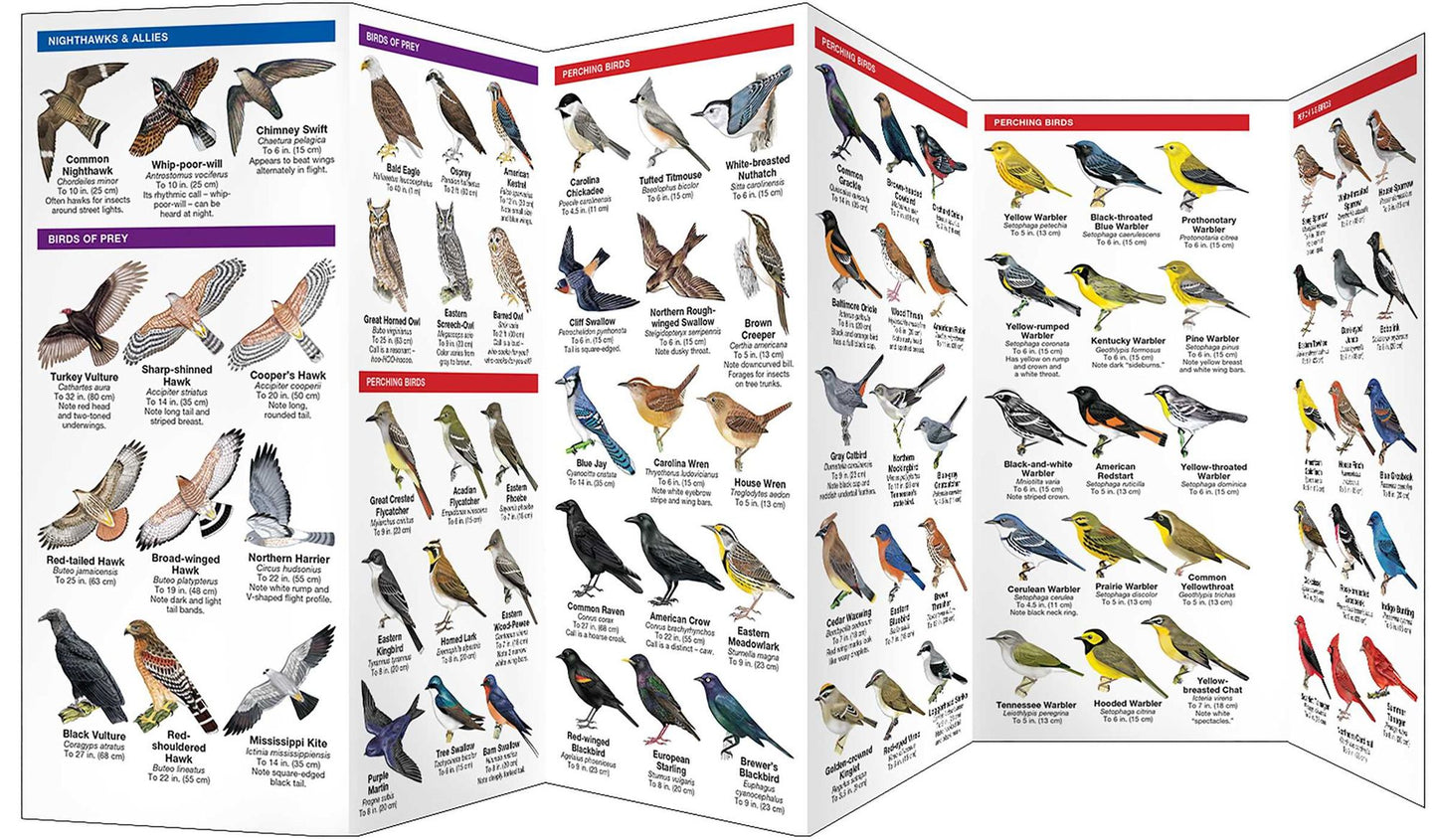 Tennessee Birds