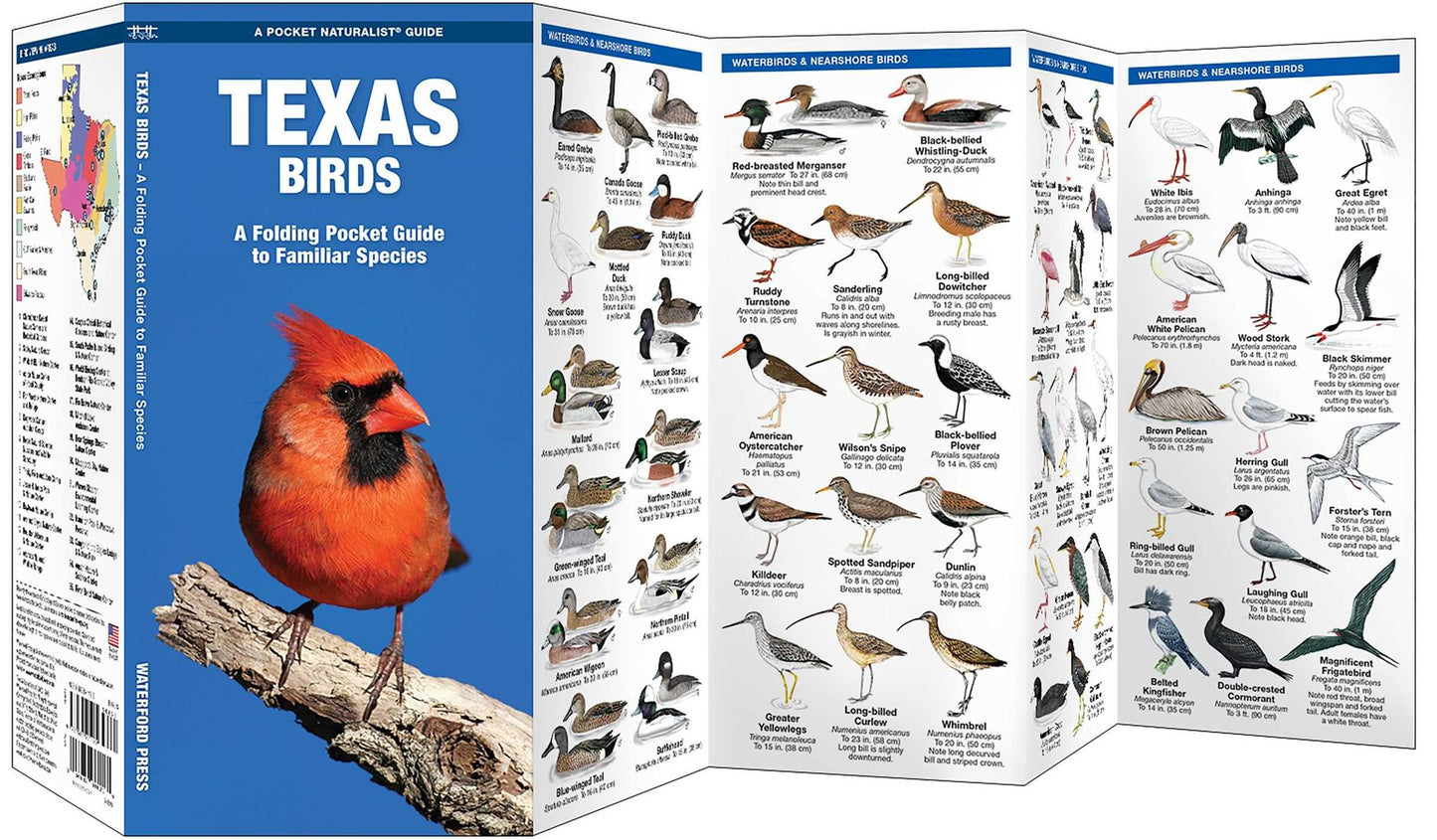 Texas Birds