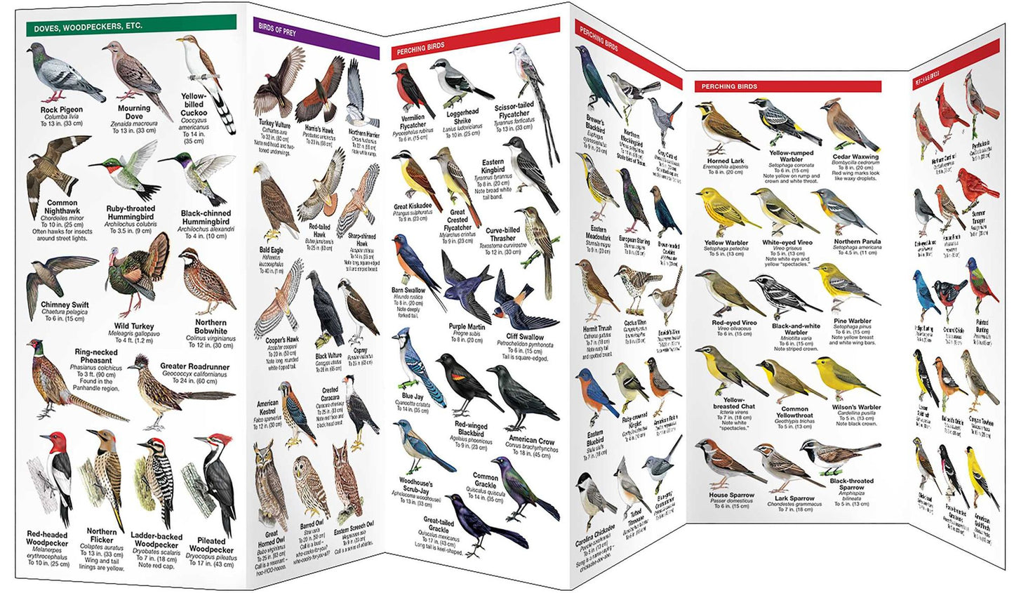 Texas Birds