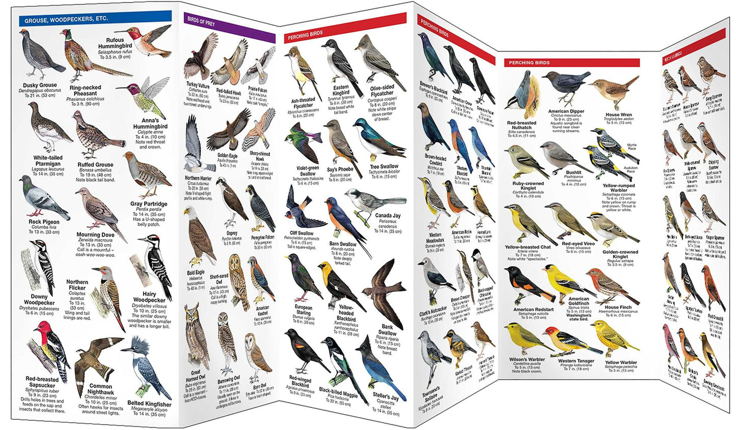 Pocket Naturalists Guide to Washington Birds