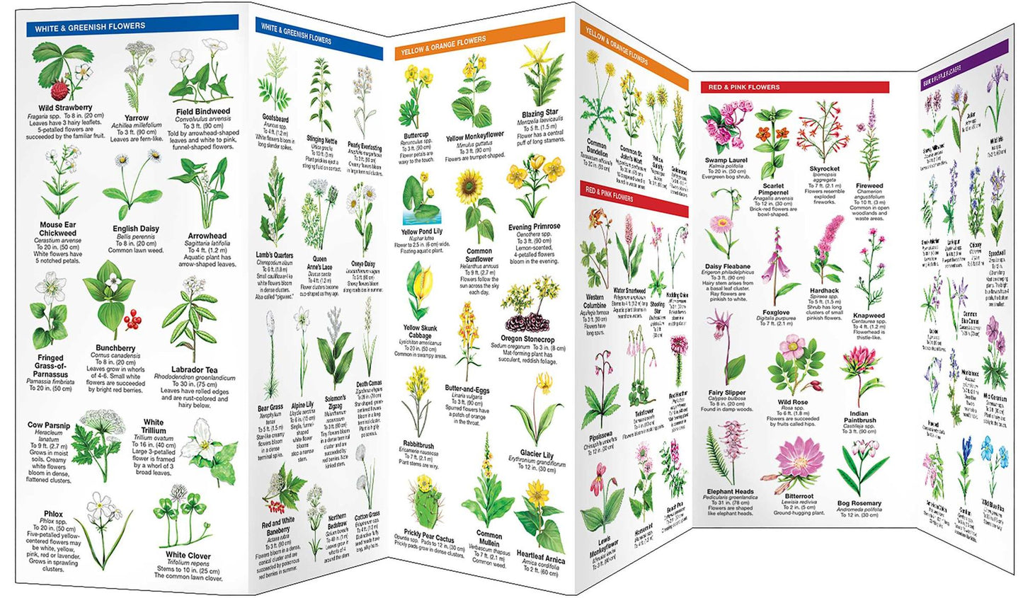 Pocket Naturalists Guide to Washington Trees & Wildflowers