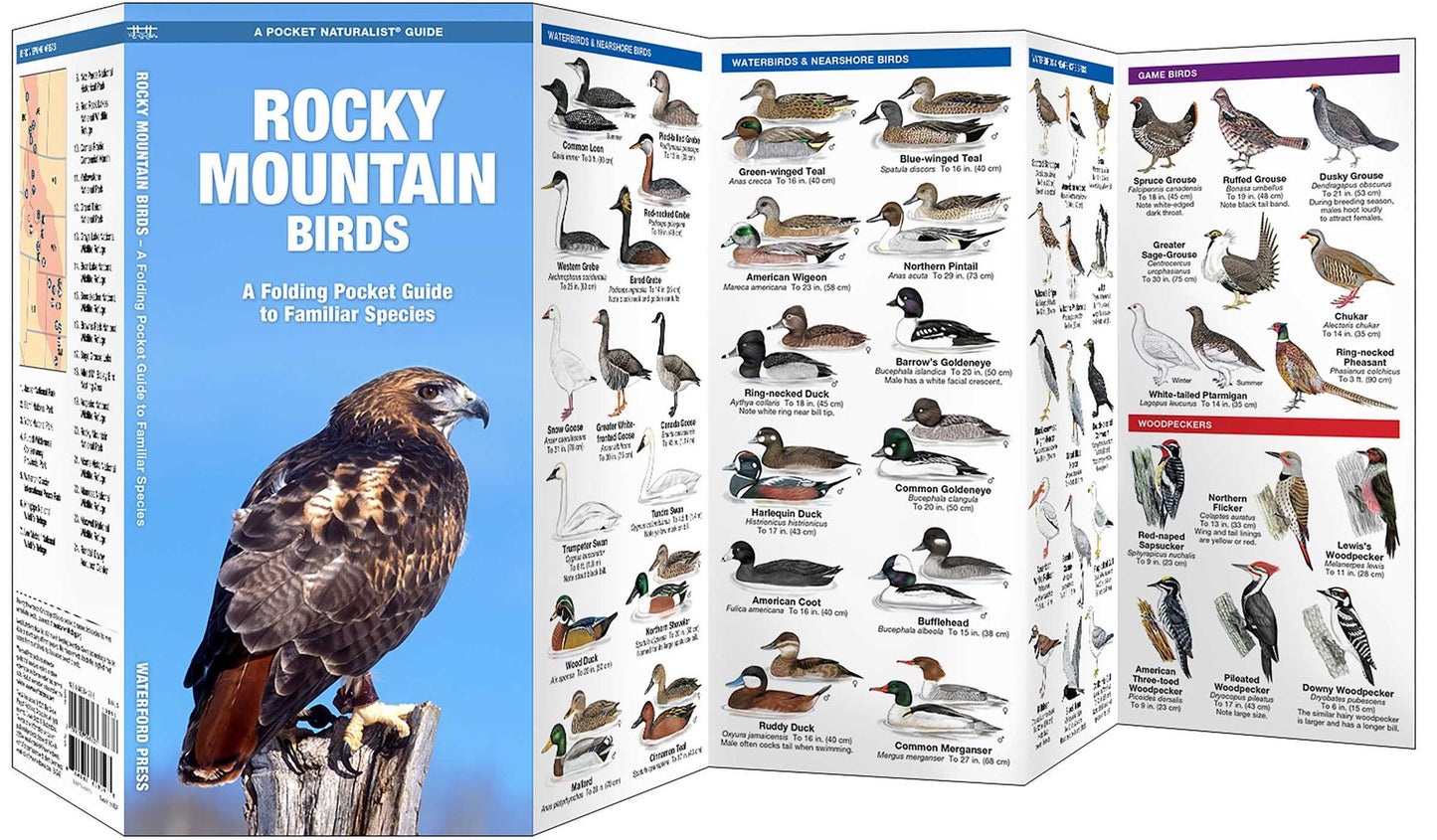 Rocky Mountain Birds: An Introduction to Familiar Species