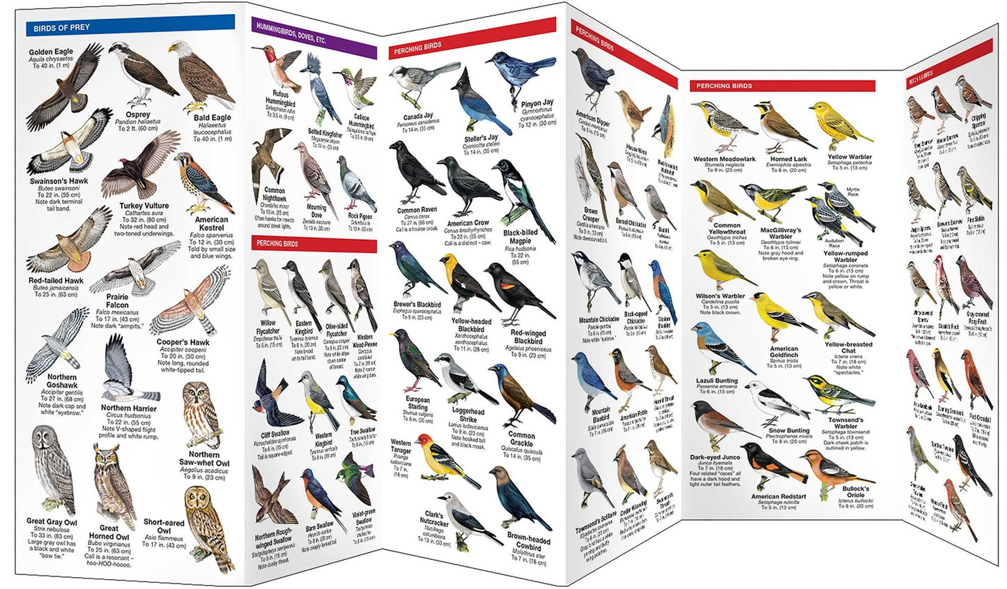 Rocky Mountain Birds: An Introduction to Familiar Species