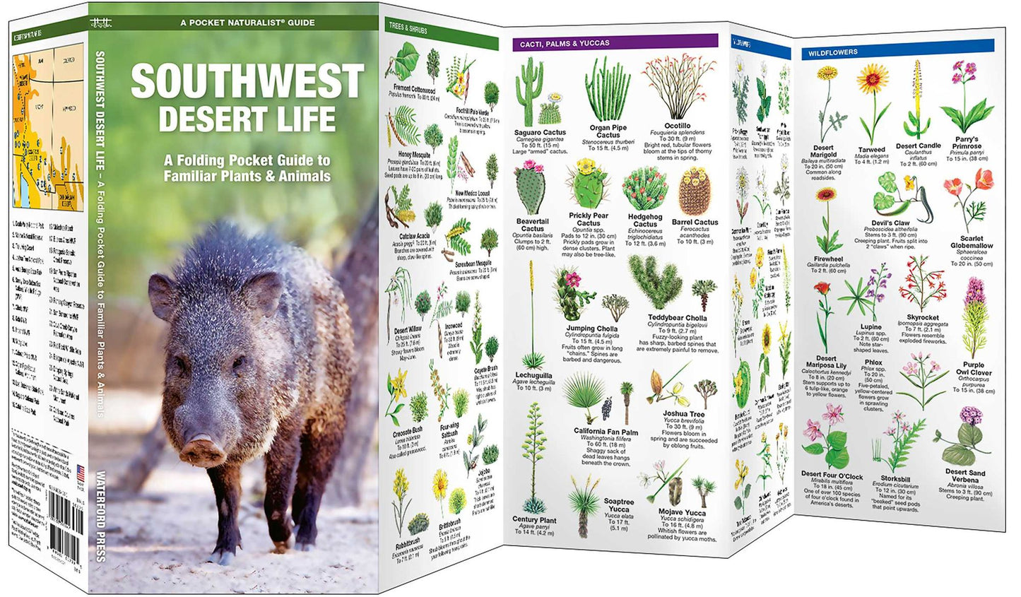 Southwestern Desert Life