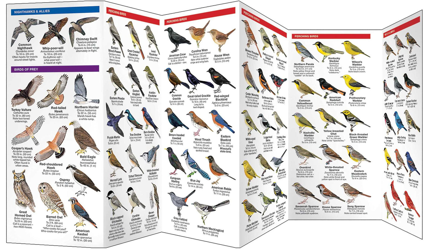Missouri Birds
