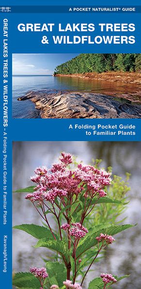 Great Lakes Trees & Wildflowers